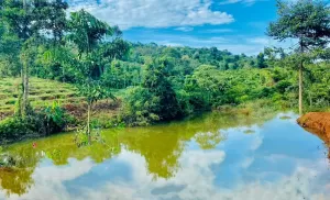 Bán lô đất ôm suối, hồ, VIew đẹp, có thổ cư tại Đăk wer giá chỉ 290tr