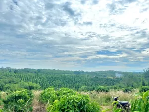 Gần 9 sào chỉ 97ngàn/m2, cách nhựa 800m, Daknong