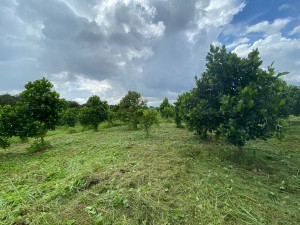 Chỉ 450 triệu sở hữu ngay đất vườn mít sầu riêng tại Định Quán Đồng Nai